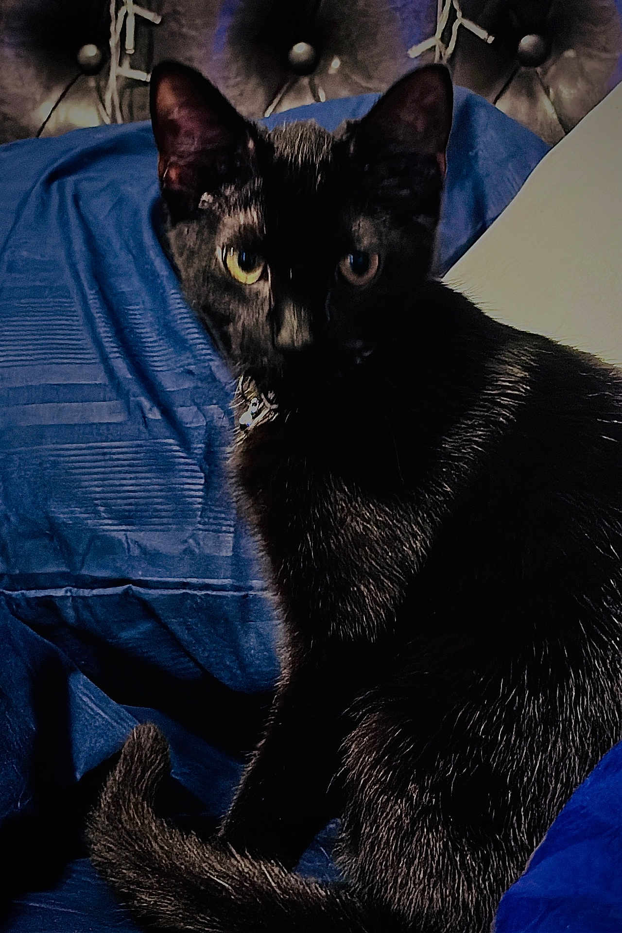 Lil C