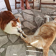 Simba a rejoint le concours — aidez-le/la à gagner de superbes lots ! cat, cats, animal, pet, feline, paw, holding_paws, floor, stone_floor, tile_floor, chair_leg, wooden_chair, bare_feet, human_feet, indoor, resting, fur, orange_and_white, white_and_orange, relaxed