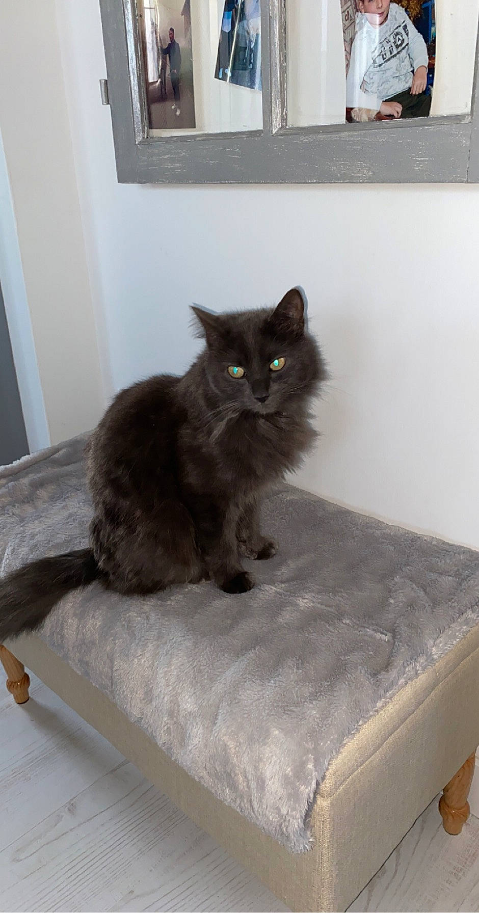 Tigrou participe au concours pour gagner de l'argent avec cette photo : black_cat, british_longhair, british_semi_longhair, carnivore, cat, chartreux, domestic_long_haired_cat, domestic_short_haired_cat, felidae, kitten, korat, maine_coon, mammal, nebelung, norwegian_forest_cat, ragamuffin, russian_blue, small_to_medium_sized_cats, whiskers