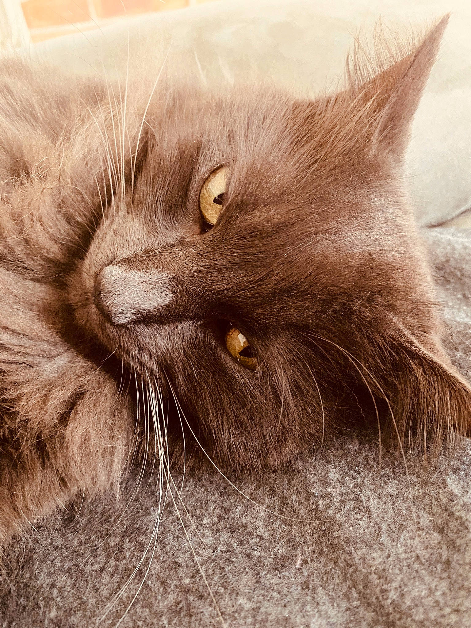 Tigrou a rejoint le concours — aidez-le/la à gagner de superbes lots ! black_cat, british_longhair, british_semi_longhair, carnivore, cat, chartreux, close_up, domestic_long_haired_cat, eye, felidae, fur, kitten, korat, mammal, nebelung, norwegian_forest_cat, nose, small_to_medium_sized_cats, snout, whiskers