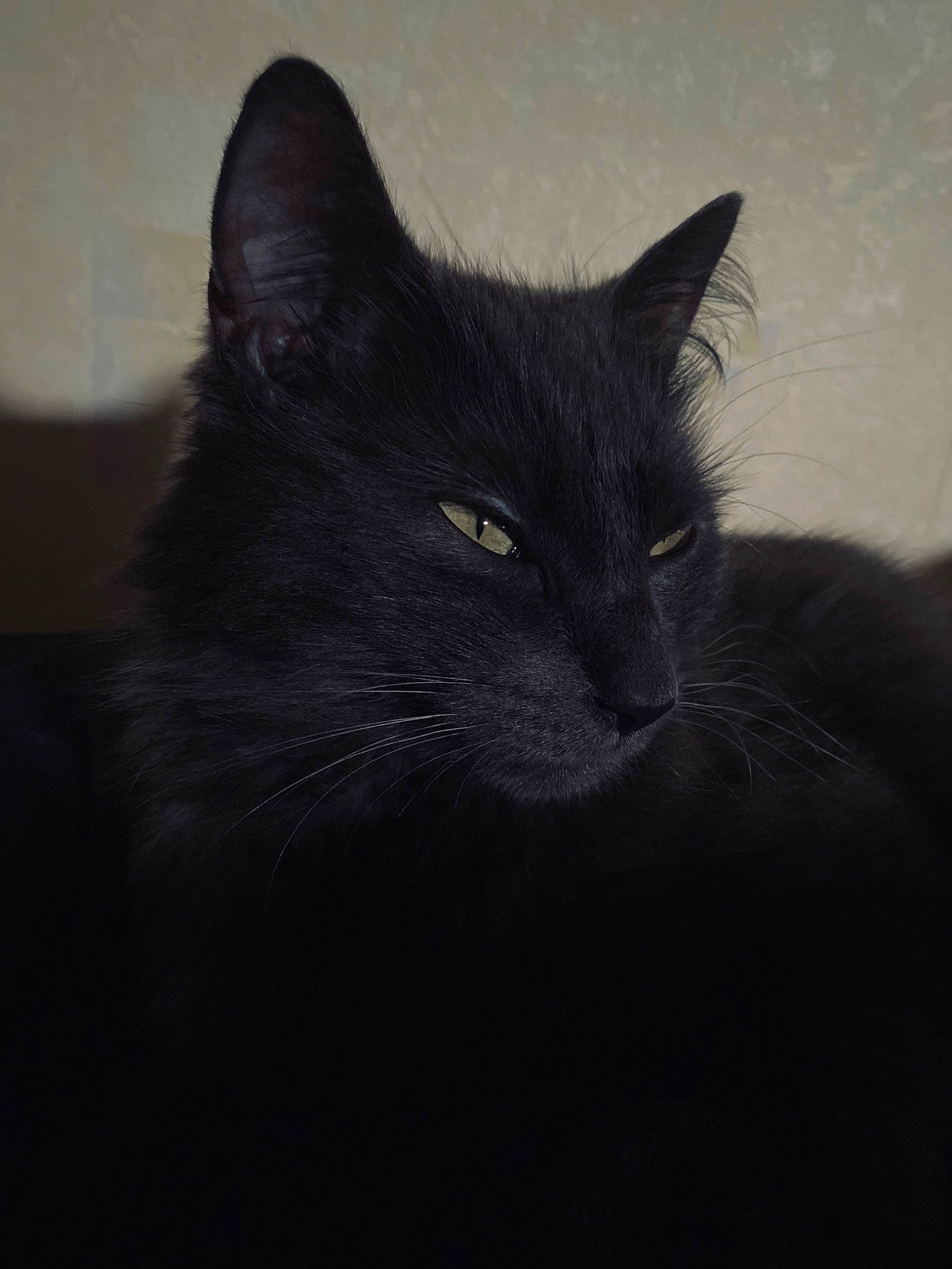 Tigrou a rejoint le concours — aidez-le/la à gagner de superbes lots ! asian, black, black_and_white, black_cat, bombay, carnivore, cat, darkness, domestic_long_haired_cat, domestic_short_haired_cat, eye, felidae, fur, mammal, nebelung, small_to_medium_sized_cats, snout, vertebrate, whiskers