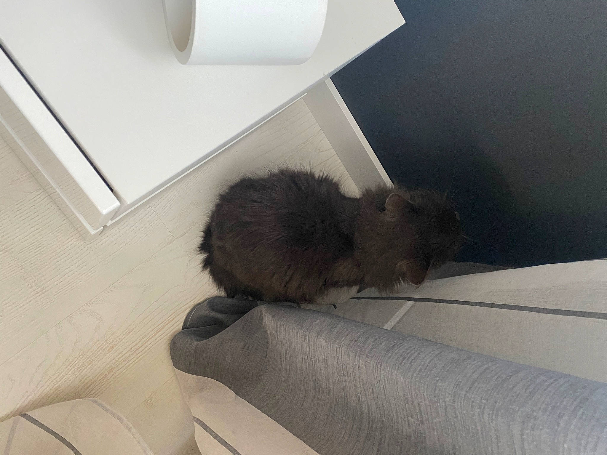 Tigrou a rejoint le concours — aidez-le/la à gagner de superbes lots ! carnivore, cat, felidae, room, small_to_medium_sized_cats, tail, whiskers