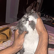 Creamypie is registered to the contest to win money with this photo: cat, hands, gray_and_white, relaxed, indoor, bed, blanket, whiskers, face, pet, cozy, human_hand, animal, fur, comfort, close_up, sleepy, domestic_cat, gentle_touch, resting