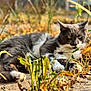 cat, gray_cat, white_paws, outdoor, grass, plants, dry_grass, sunlight, animal, pet, relaxed, nature, autumn, feline, closeup, laying_down, curious_eyes, whiskers, pavement, daylight