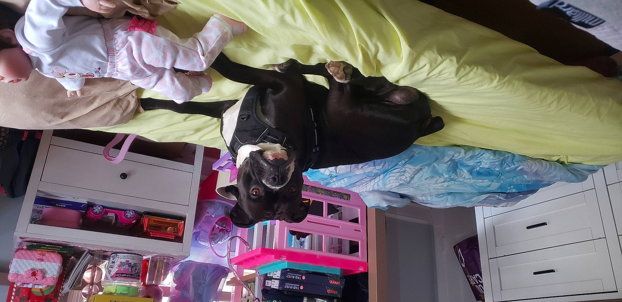 Apollo joined the competition — help win amazing prizes! cabinetry, carnivore, comfort, dog, fun, fur, linens, machine, magenta, pink, purple, room, sporting_group, suit, vertebrate