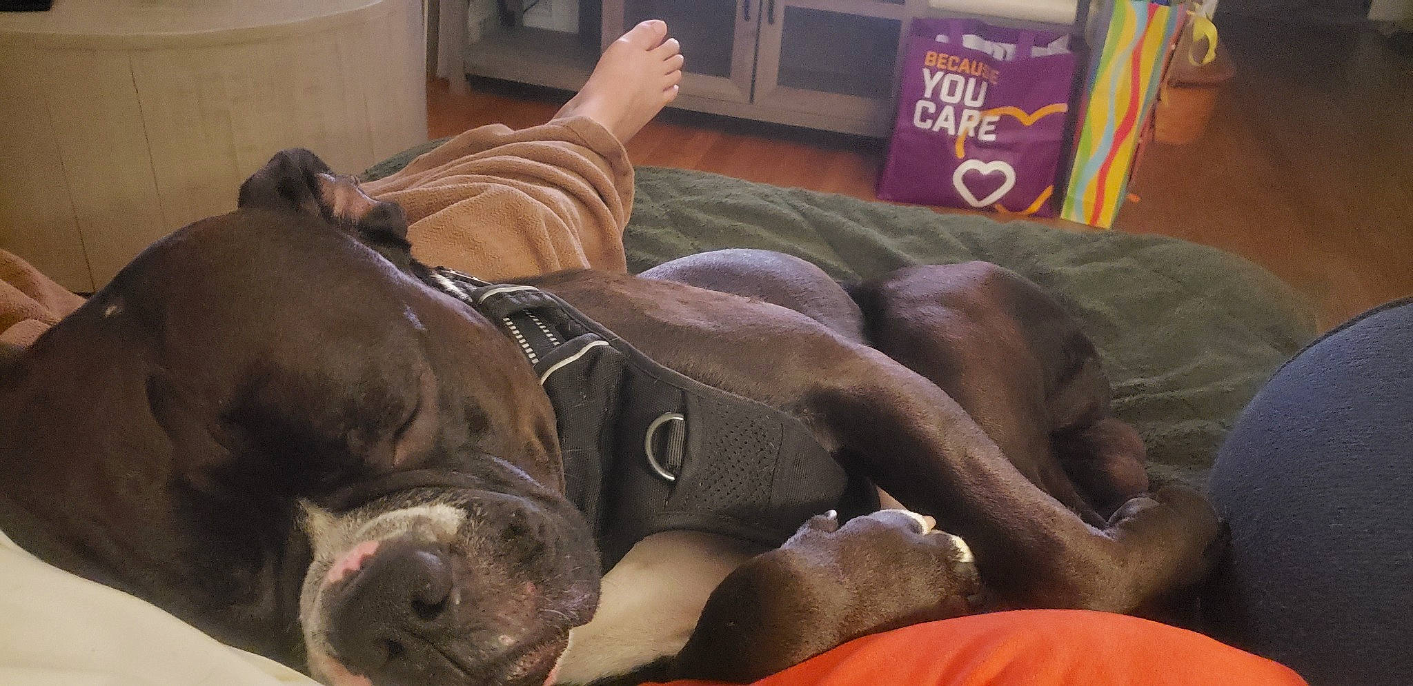 Apollo joined the competition — help win amazing prizes! canidae, carnivore, comfort, companion_dog, dog, dog_breed, dog_supply, fawn, grey, guard_dog, liver, non_sporting_group, snout, sporting_group, suidae, terrestrial_animal, whiskers, working_animal, wrinkle