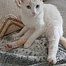 Boba participe au concours pour gagner de l'argent avec cette photo : cat, kitten, white_cat, blue_eyes, pink_nose, pink_paws, animal, pet, feline, sitting, lounging, indoors, blanket, couch, pillow, soft_texture, portrait, close_up, relaxed, home