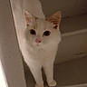 cat, kitten, white_cat, orange_markings, pet, animal, feline, staircase, indoors, home, standing, front_view, wide_eyes, alert, ears, paws, fur, portrait, low_light, cute