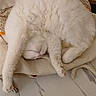 cat, white_cat, sleeping, fluffy, long_hair, pet, animal, indoors, bed, cushion, blanket, cozy, relaxed, stretching, paw, closed_eyes, pink_nose, furniture, chair, portrait
