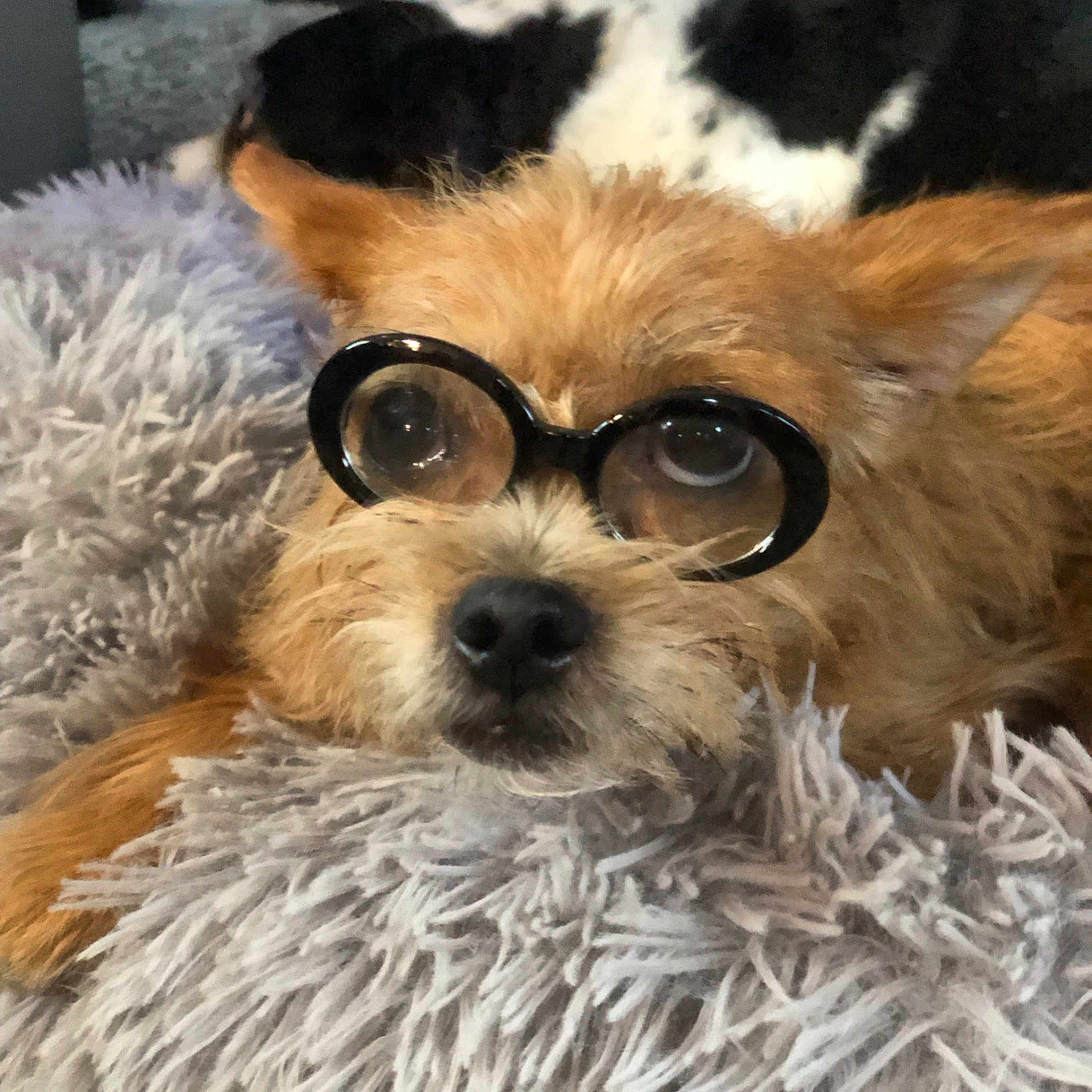 Reba Roo