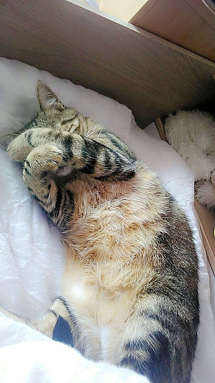 Tigresse participe au concours pour gagner de l'argent avec cette photo : carnivore, cat, claw, comfort, domestic_short_haired_cat, fawn, felidae, fur, mammal, nap, paw, sleep, small_to_medium_sized_cats, snout, tail, terrestrial_animal, vertebrate, whiskers, wildlife, window