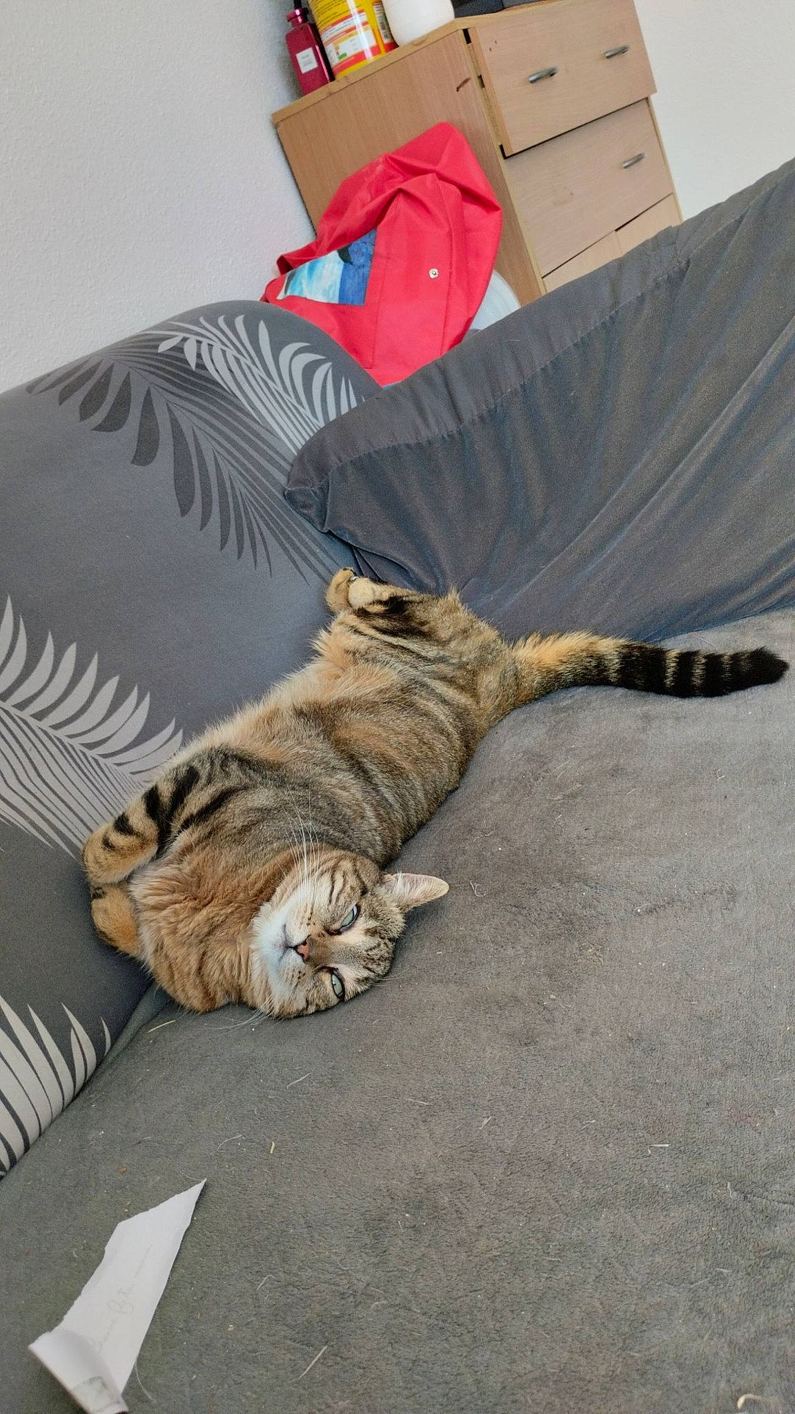 Tigresse a rejoint le concours — aidez-le/la à gagner de superbes lots ! bed, bed_sheet, bedding, carnivore, cat, comfort, domestic_short_haired_cat, fawn, felidae, flooring, fur, hardwood, human_leg, linens, small_to_medium_sized_cats, tail, terrestrial_animal, tiger, whiskers, wood