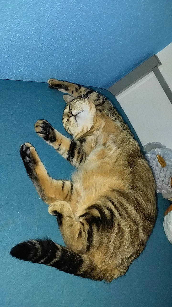 Tigresse participe au concours pour gagner de l'argent avec cette photo : carnivore, cat, claw, comfort, dog_breed, domestic_short_haired_cat, fawn, felidae, fur, paw, small_to_medium_sized_cats, snout, sporting_group, tail, terrestrial_animal, whiskers, wood