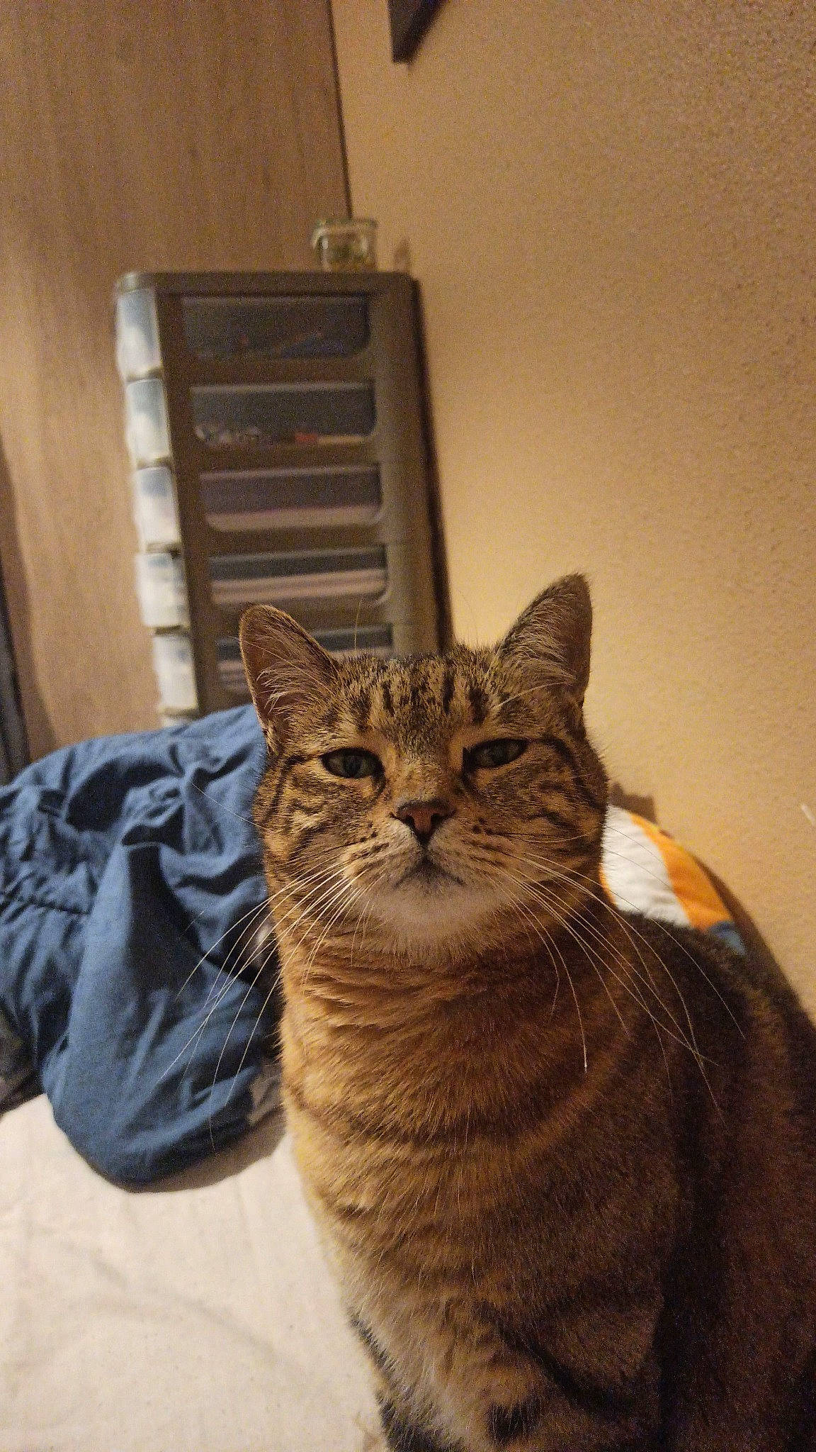 Tigresse a rejoint le concours — aidez-le/la à gagner de superbes lots ! brown, carnivore, cat, domestic_short_haired_cat, felidae, flooring, fur, small_to_medium_sized_cats, snout, terrestrial_animal, whiskers, window, wood