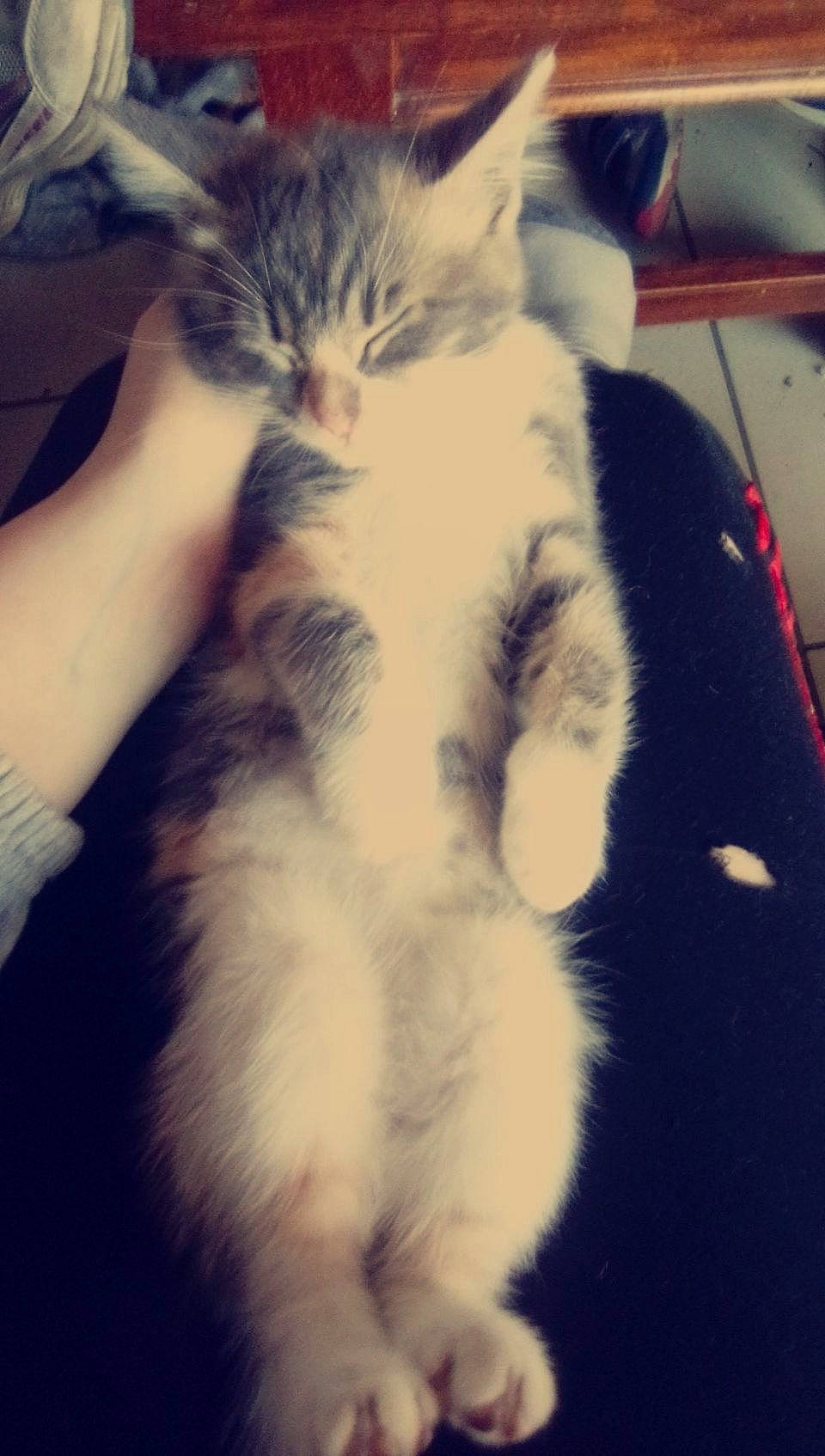 Chipette participe au concours pour gagner de l'argent avec cette photo : carnivore, cat, claw, cloud, comfort, domestic_short_haired_cat, felidae, fur, gesture, mammal, meteorological_phenomenon, nail, paw, small_to_medium_sized_cats, snout, tail, whiskers