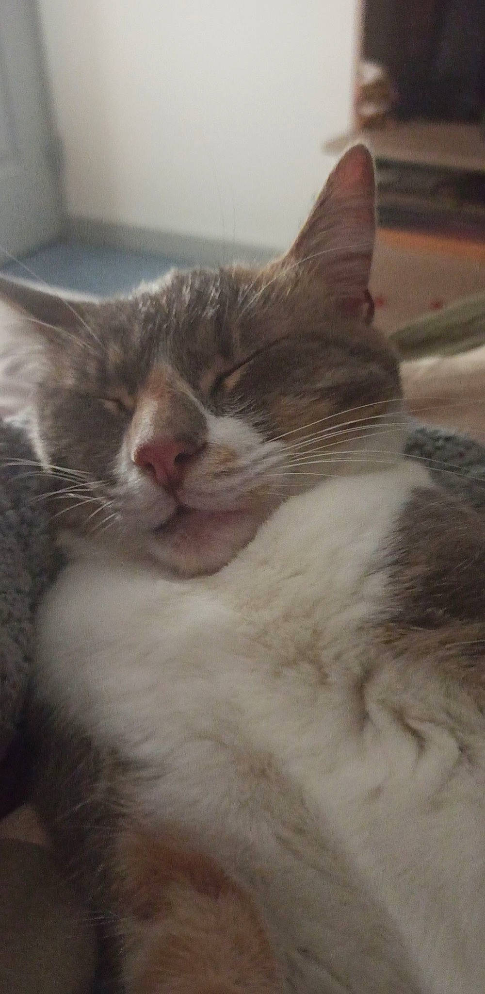 Chipette participe au concours pour gagner de l'argent avec cette photo : carnivore, cat, claw, domestic_short_haired_cat, felidae, fur, paw, small_to_medium_sized_cats, snout, tail, whiskers, window