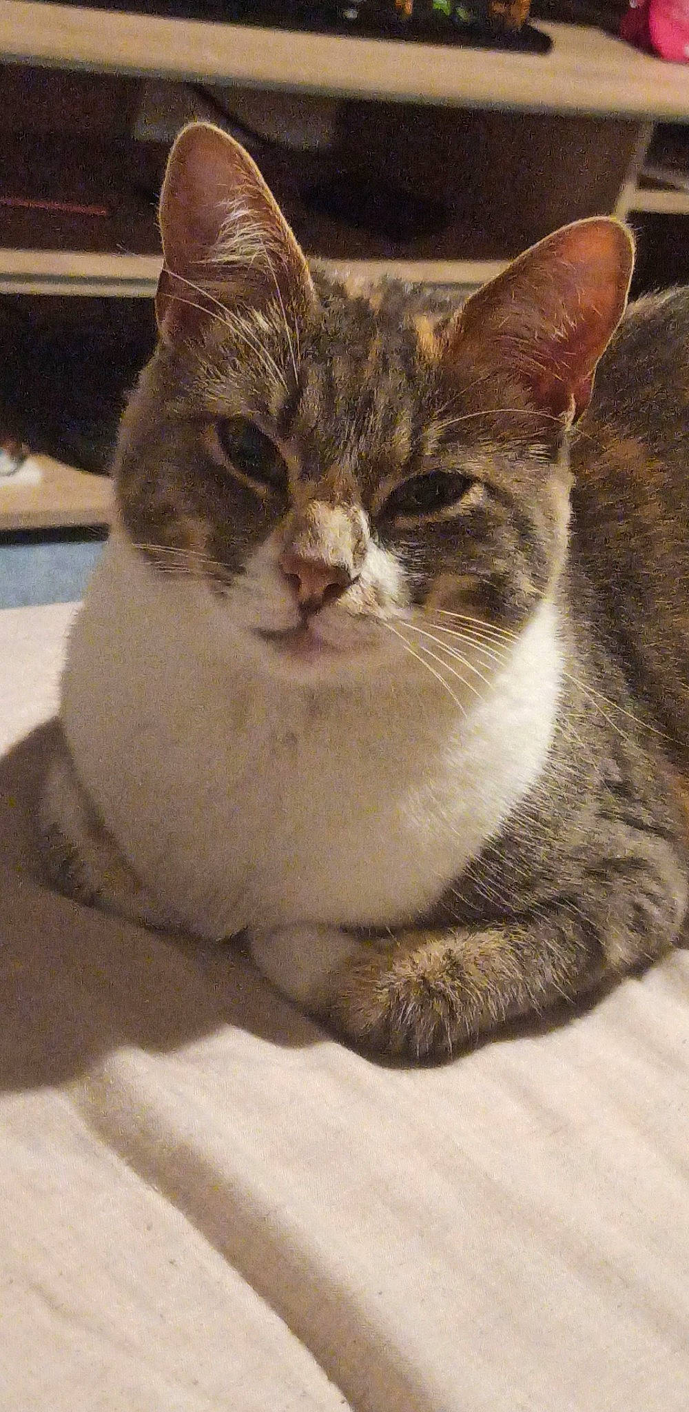 Chipette participe au concours pour gagner de l'argent avec cette photo : art, carnivore, cat, domestic_short_haired_cat, felidae, fur, monochrome, monochrome_photography, paw, sitting, small_to_medium_sized_cats, terrestrial_animal, tree, whiskers, window