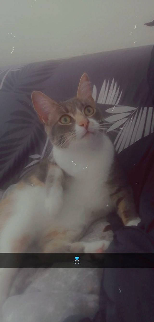 Chipette participe au concours pour gagner de l'argent avec cette photo : carnivore, cat, computer_monitor, display_device, domestic_short_haired_cat, electronic_device, felidae, flat_panel_display, fur, output_device, paw, photo_caption, rectangle, small_to_medium_sized_cats, square, tail, television, television_set, whiskers