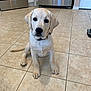 labrador, puppy, dog, sitting, floor, tile, kitchen, indoor, pet, young, cute, animal, fur, ears, collar, tail, appliance, stainless_steel, home, looking
