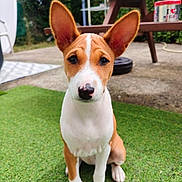 Athéna a rejoint le concours — aidez-le/la à gagner de superbes lots ! dog, puppy, basenji, ears, grass, outdoor, backyard, pet, animal, sitting, curious, brown_and_white, face, nose, table, blurred_background, daylight, nature, cute, young