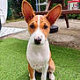 dog, puppy, basenji, ears, grass, outdoor, backyard, pet, animal, sitting, curious, brown_and_white, face, nose, table, blurred_background, daylight, nature, cute, young