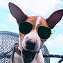 Athéna participe au concours pour gagner de l'argent avec cette photo : dog, sunglasses, aviator, pet, animal, outdoor, sky, happy, joyful, ears, face, closeup, summer, leash, collar, metal_chair, daytime, canine, portrait, funny