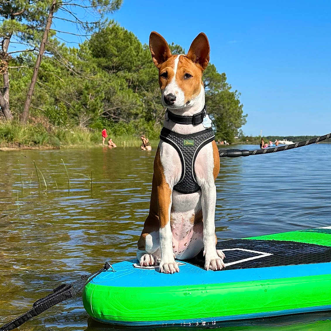 Athéna a rejoint le concours — aidez-le/la à gagner de superbes lots ! adventure, animal, blue_sky, calm, dog, harness, lake, leash, nature, outdoor, paddleboard, pet, recreation, reflection, summer, sunny, trees, vacation, water, wildlife