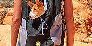 Athéna participe au concours pour gagner de l'argent avec cette photo : dog, backpack, person, hiking, outdoor, rocky, desert, shorts, tank_top, bracelets, animal, pet, summer, nature, walking, daytime, ears, head, travel, adventure