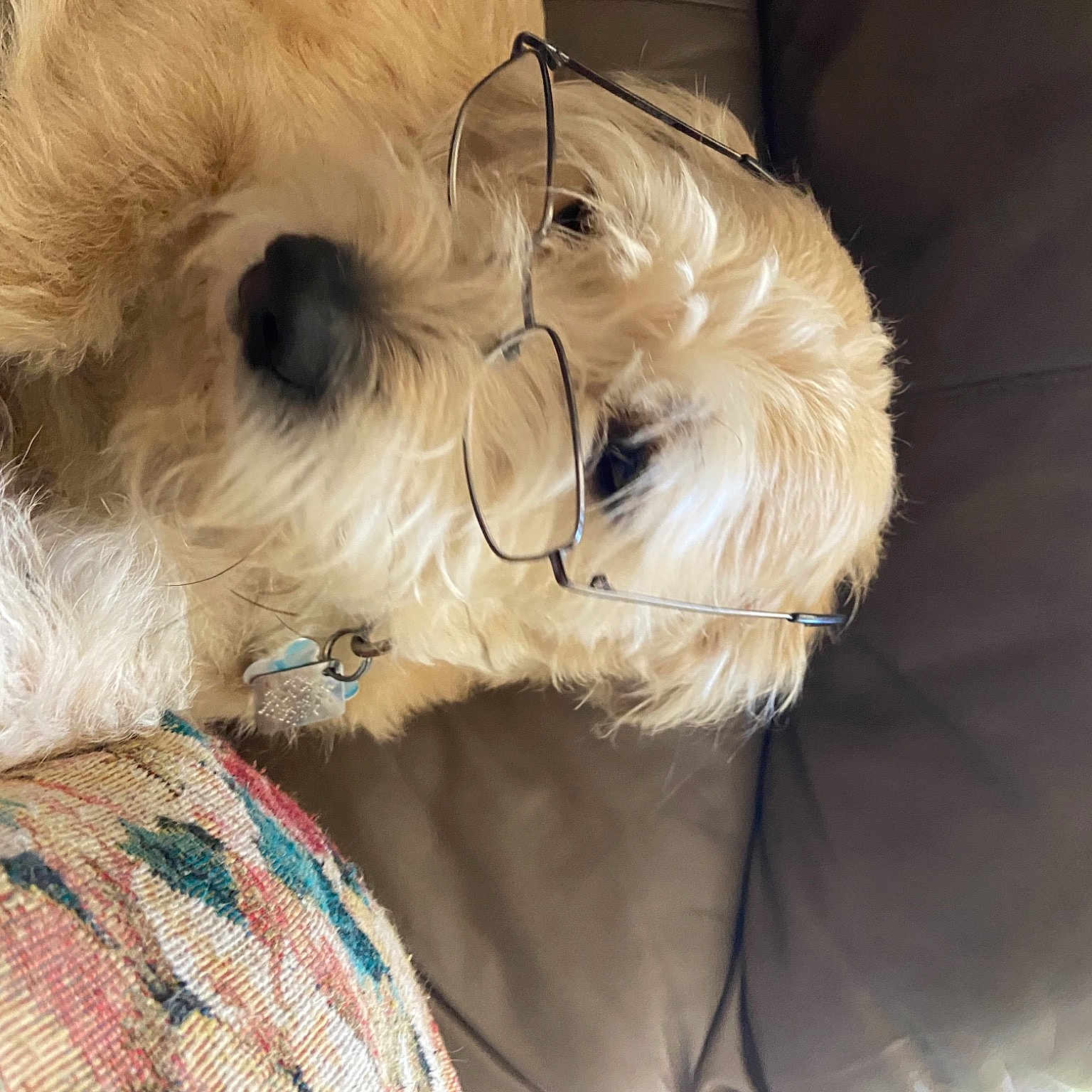 Buddy