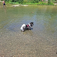 Tara a rejoint le concours — aidez-le/la à gagner de superbes lots ! dog, water, river, man, outdoor, nature, grass, trees, rocks, shallow_water, harness, sunny, ripples, building, leash, summer, recreation, person, animal, scenery