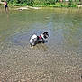 dog, water, river, man, outdoor, nature, grass, trees, rocks, shallow_water, harness, sunny, ripples, building, leash, summer, recreation, person, animal, scenery