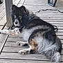 Tara a rejoint le concours — aidez-le/la à gagner de superbes lots ! dog, animal, outdoor, wooden_deck, fur, pet, resting, black, white, brown, long_fur, paw, canine, relaxing, side_view, seat, leash, calm, daylight, quiet
