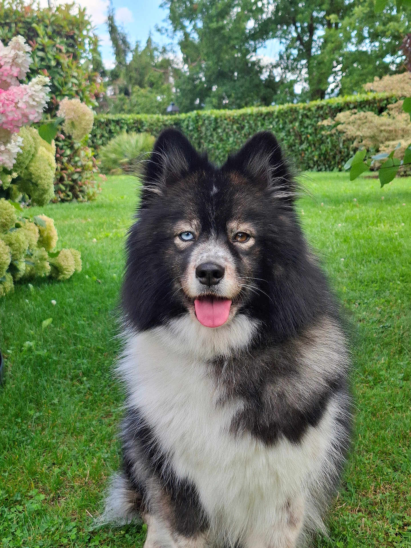 Tara participe au concours pour gagner de l'argent avec cette photo : blue_eye, brown_eye, canine, cute, daylight, dog, flowers, fluffy, fur, garden, grass, greenery, happy, heterochromia, nature, outdoor, pet, portrait, sitting, tongue_out