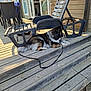 Tara participe au concours pour gagner de l'argent avec cette photo : dog, outdoor, wooden_steps, lounge_chair, porch, sunlight, leash, house, relaxing, pet, furniture, daytime, black_and_white, fur, canine, resting, deck, shadows, summer, quiet