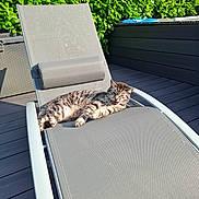 Nooky a rejoint le concours — aidez-le/la à gagner de superbes lots ! animal, cat, chaise_lounge, comfortable, daylight, deck, domestic_animal, feline, gray, greenery, hedge, lounging, nature, outdoor, pet, relaxing, resting, summer, sunlight, tabby