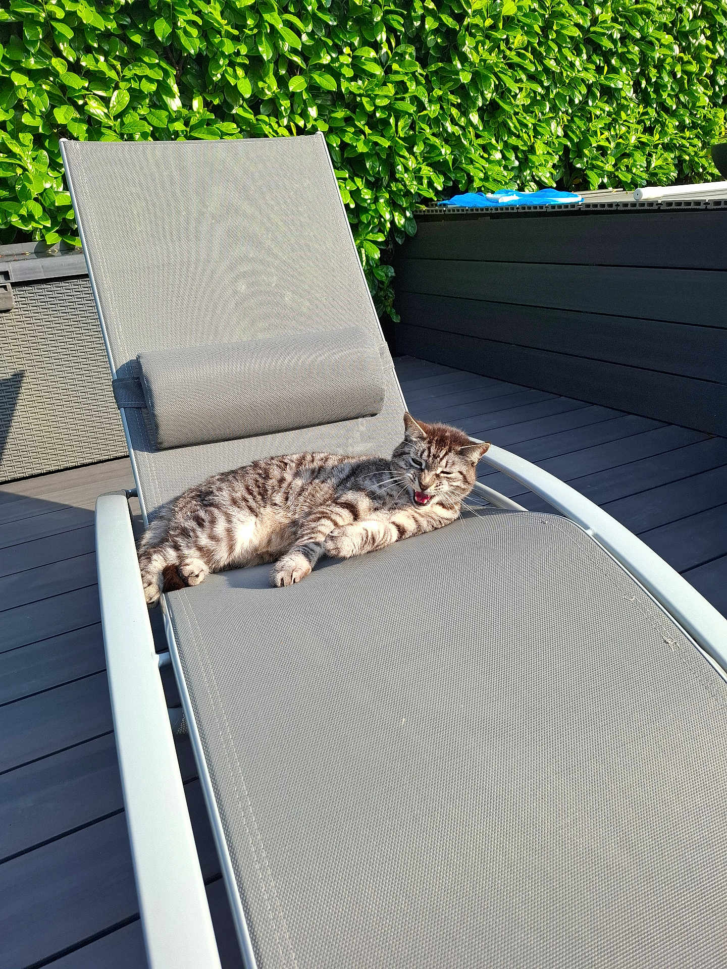 Nooky