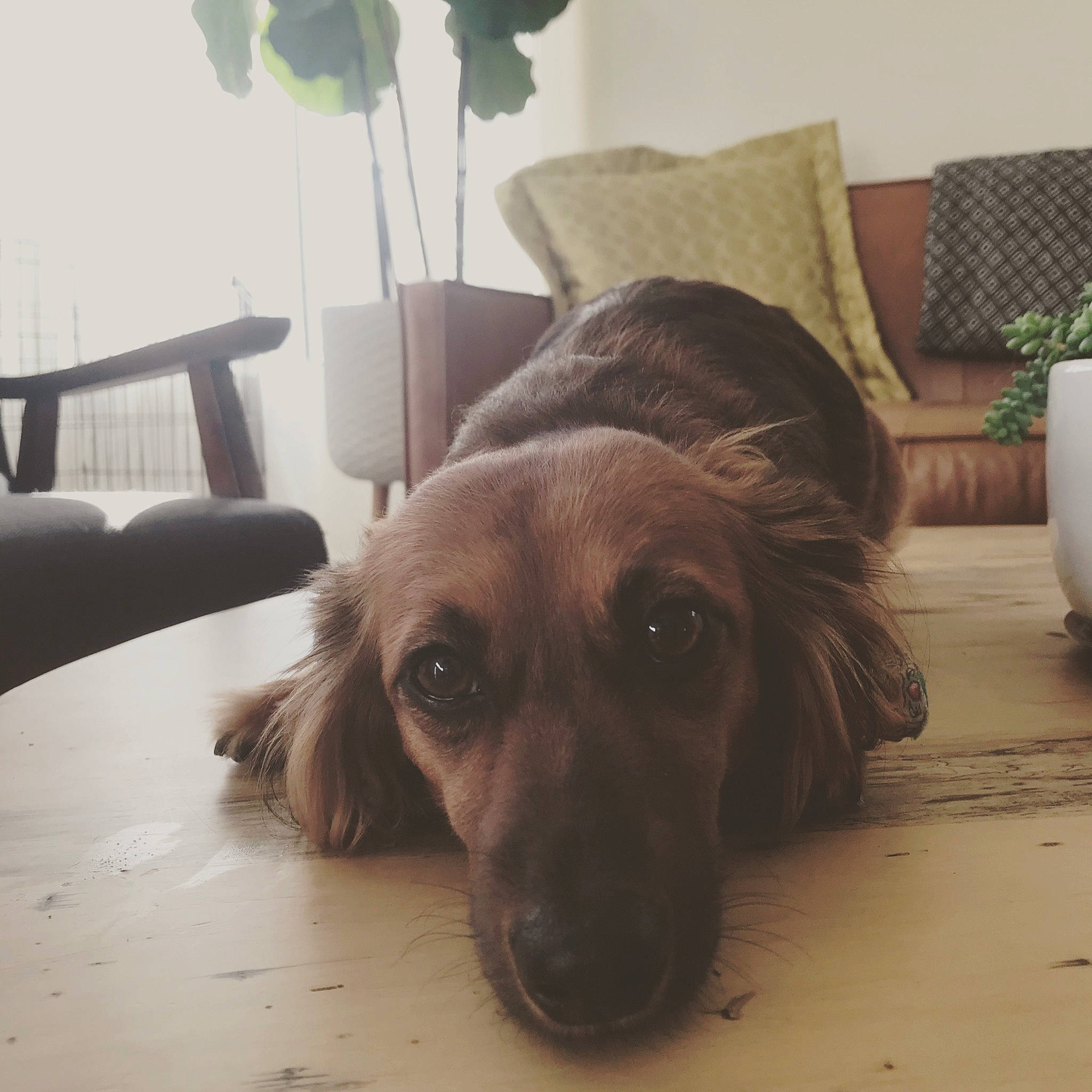 Stella is registered to the contest to win money with this photo: canidae, carnivore, companion_dog, dog, dog_breed, fawn, floor, fur, home, house, long_hair, nose, room, snout, sporting_group