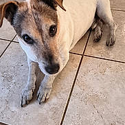 Heloite participe au concours pour gagner de l'argent avec cette photo : adorable, animal, brown_markings, canine, close_up, dog, floor, floppy_ears, front_paws, home, indoor, lying_down, pet, portrait, puppy, shoes, short_hair, tile_floor, white_fur, wide_eyes