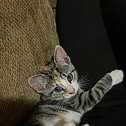 Maxine is registered to the contest to win money with this photo: kitten, cat, tabby, paw_pads, pink_paws, relaxing, couch, fabric, indoor, pet, whiskers, curious, young, cute, animal, feline, striped, closeup, resting, soft