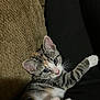 kitten, cat, tabby, paw_pads, pink_paws, relaxing, couch, fabric, indoor, pet, whiskers, curious, young, cute, animal, feline, striped, closeup, resting, soft