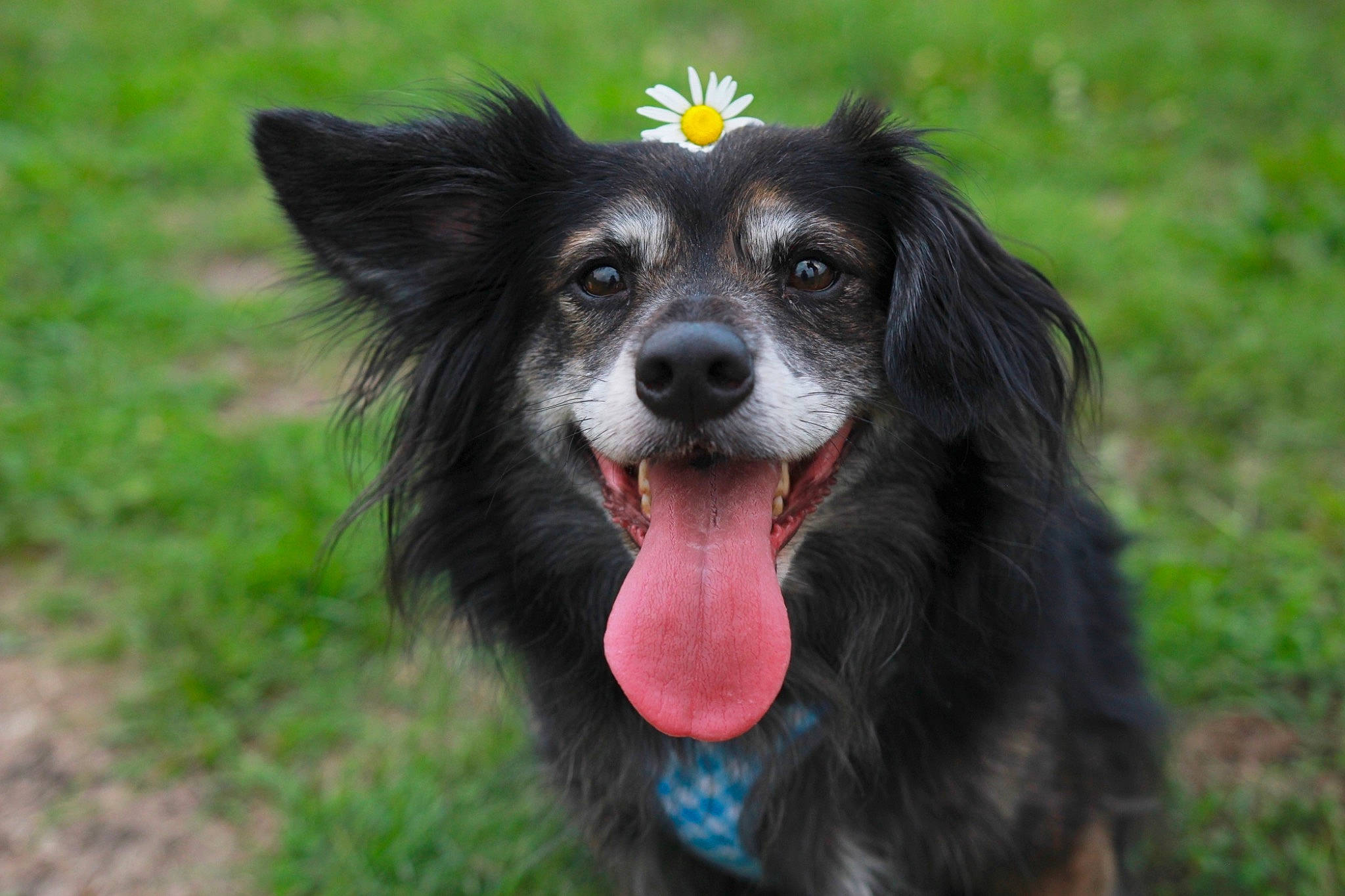 Captain Hook joined the competition — help win amazing prizes! ball, canidae, carnivore, companion_dog, dog, dog_breed, dog_collar, fang, fur, grass, herding_dog, plant, puppy, snout, sporting_group, terrestrial_animal, whiskers, wildlife, working_animal, working_dog