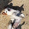 dog, playful, tongue_out, sunlight, shadow, gravel, pet, outdoor, white_dog, brown_ear, small_dog, lying_down, cute, funny, animal, canine, relaxed, playtime, happy, sunny_day