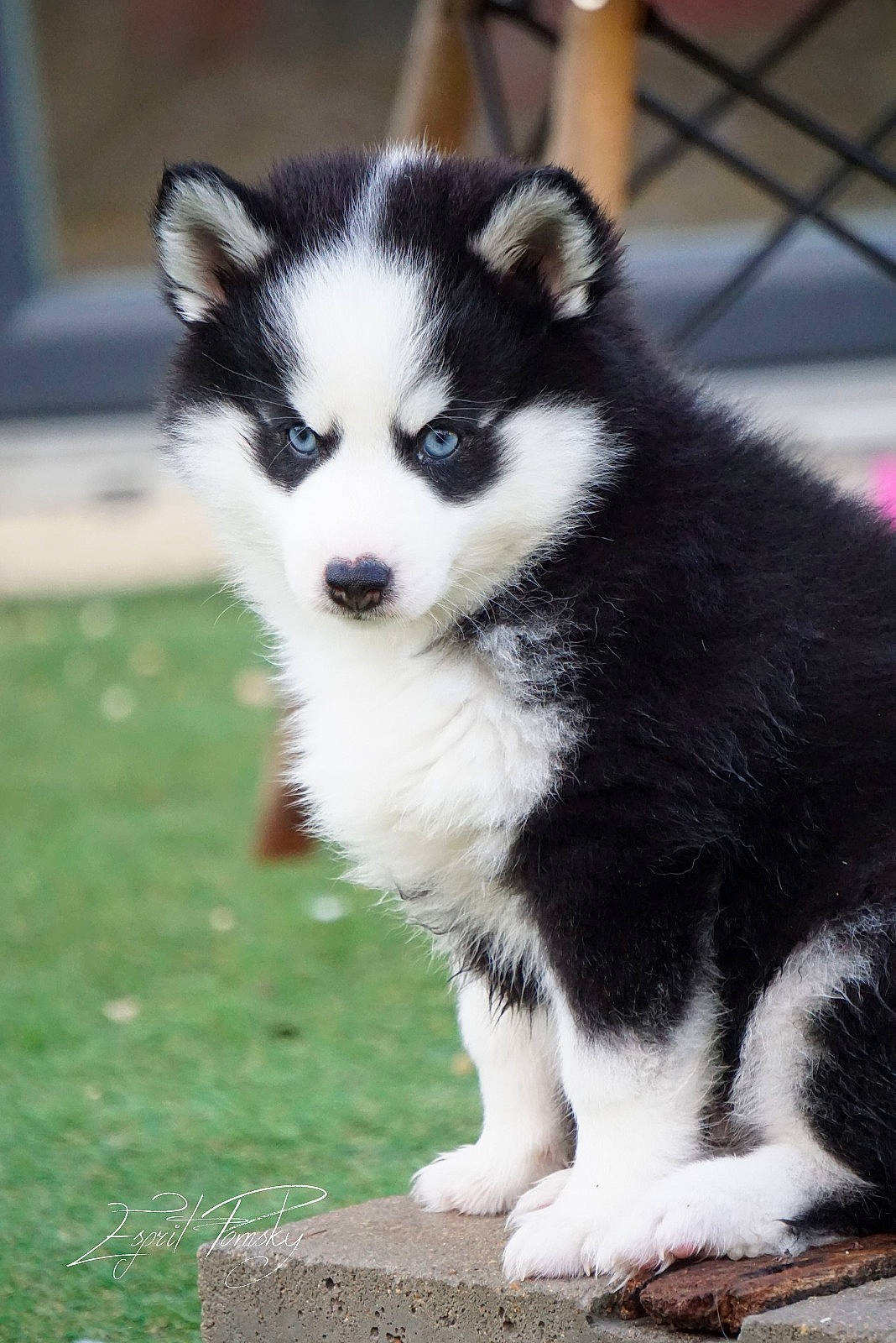 Sisco a rejoint le concours — aidez-le/la à gagner de superbes lots ! ancient_dog_breeds, canidae, canis, carnivore, companion_dog, dog, dog_breed, eye, fur, grass, head, non_sporting_group, sled_dog, snout, sporting_group, tail, terrestrial_animal, whiskers, wildlife, working_dog