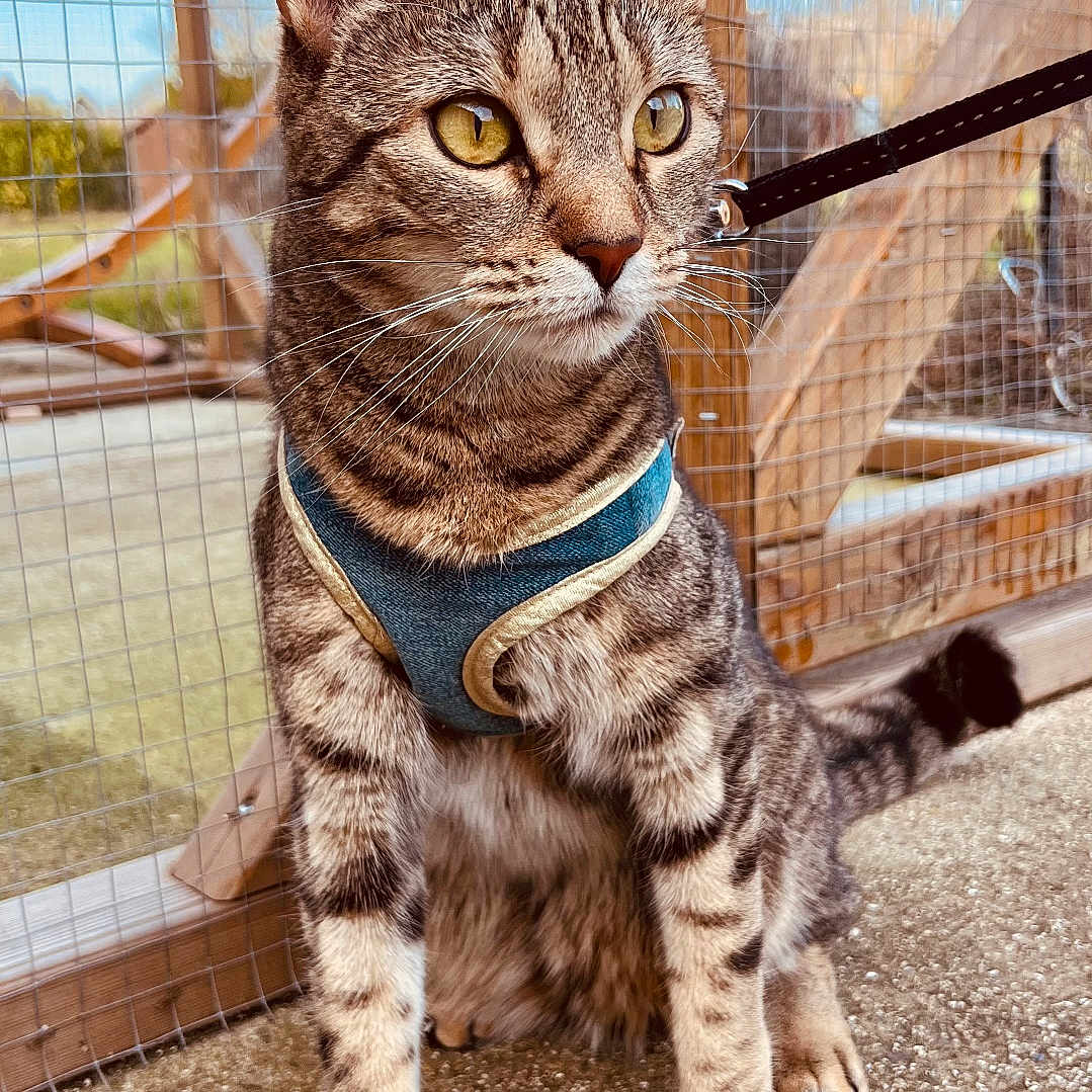 Plume participe au concours pour gagner de l'argent avec cette photo : animal, cat, closeup, curious, daylight, ears, eyes, feline, fur, ground, harness, leash, mesh, outdoor, pet, sitting, tabby, tail, whiskers, wood