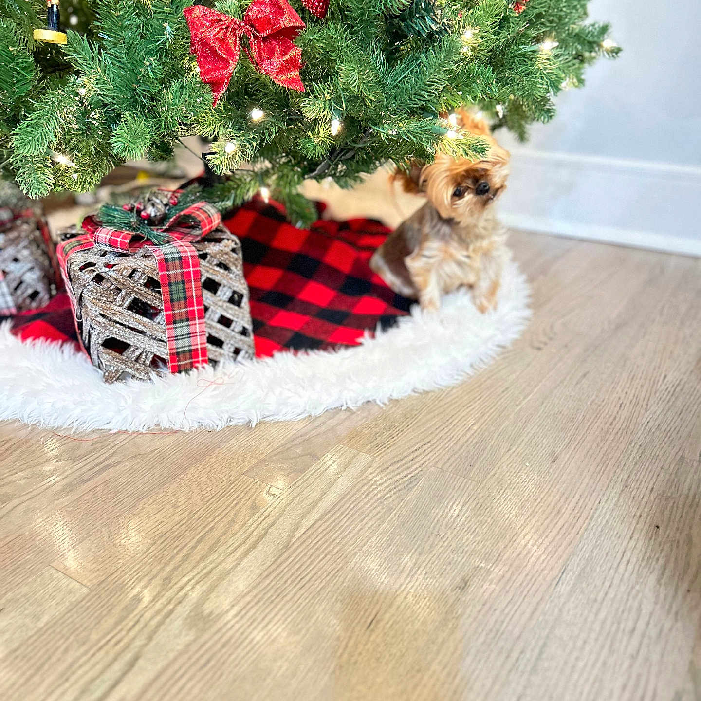 Santino