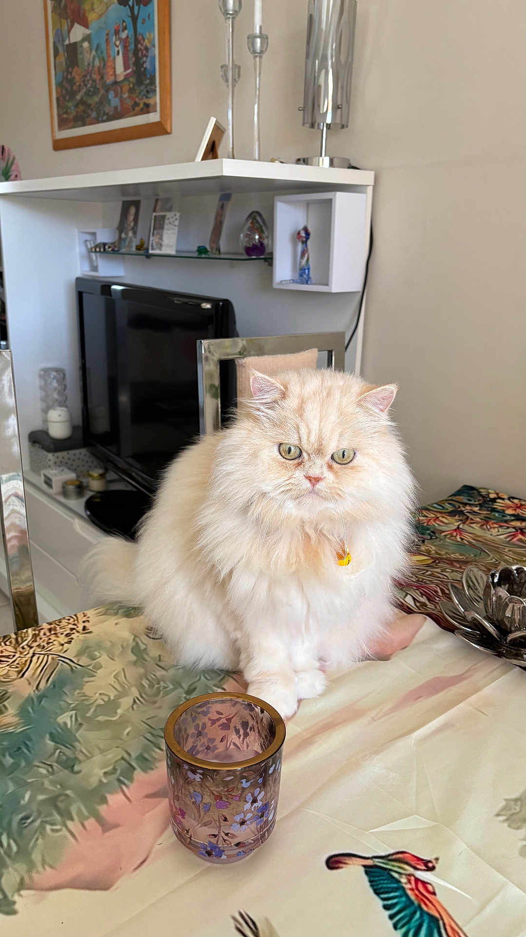 Muxu a rejoint le concours — aidez-le/la à gagner de superbes lots ! cat, fluffy_cat, cream_colored_cat, table, tablecloth, glass_cup, chair, television, living_room, painting, shelf, decor, furniture, indoor, pet, domestic_animal, cute, green_eyes, collar, home