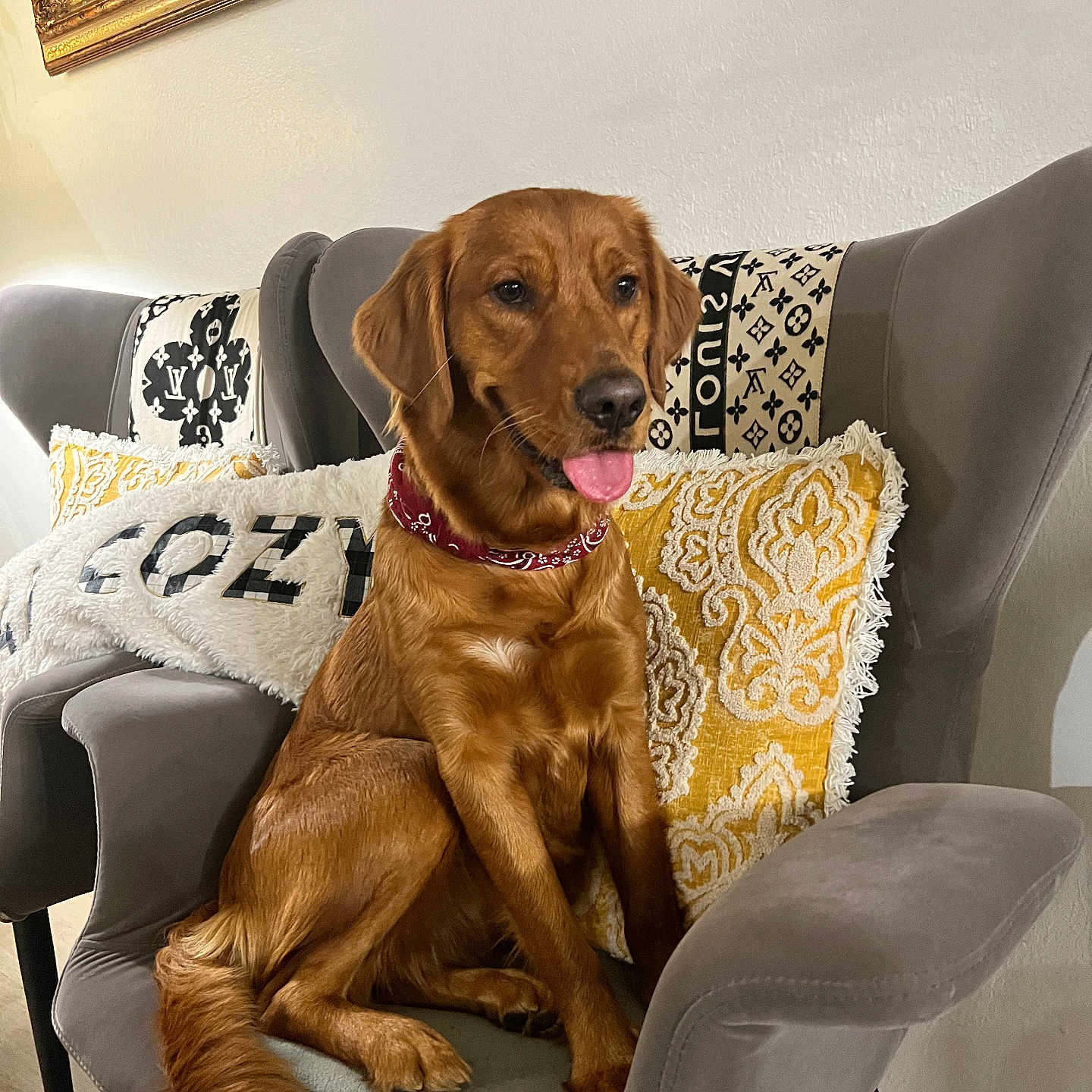Summer is registered to the contest to win money with this photo: dog, golden_retriever, pet, animal, sitting, armchair, living_room, couch, pillows, blanket, patterned_fabric, red_collar, tongue_out, brown_fur, portrait, indoor, home_decor, framed_art, wooden_floor, cute