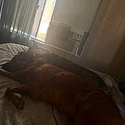 Summer is registered to the contest to win money with this photo: dogs, dog, sleeping, lying_down, bed, bedroom, indoors, pets, canine, brown_dog, large_dog, resting, relaxed, fur, tail, paws, window, curtains, air_conditioner, sunlight