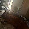 dogs, dog, sleeping, lying_down, bed, bedroom, indoors, pets, canine, brown_dog, large_dog, resting, relaxed, fur, tail, paws, window, curtains, air_conditioner, sunlight