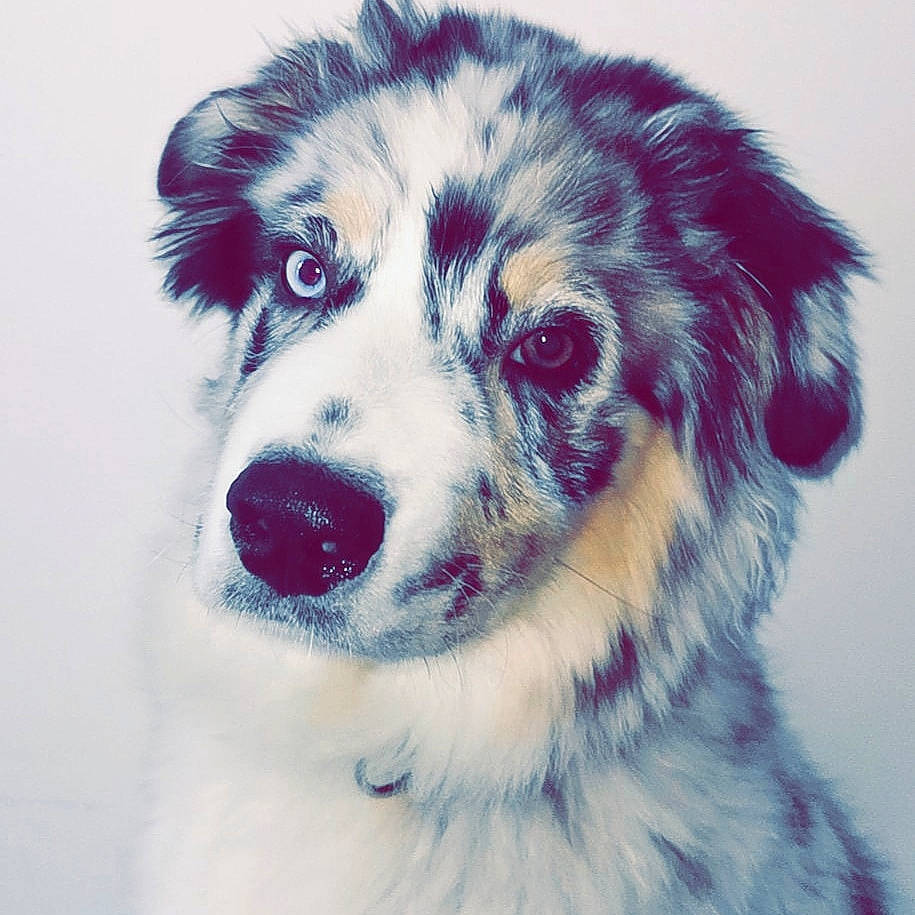 Pagaille a rejoint le concours — aidez-le/la à gagner de superbes lots ! australian_shepherd, border_collie, canidae, carnivore, companion_dog, dog, dog_breed, drawing, eye, fur, herding_dog, mammal, miniature_australian_shepherd, nose, rare_breed_dog, snout, sporting_group, vertebrate, whiskers, working_dog